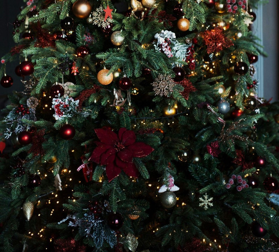 Find Your Perfect Christmas Tree